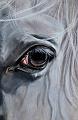 cheval detail 1